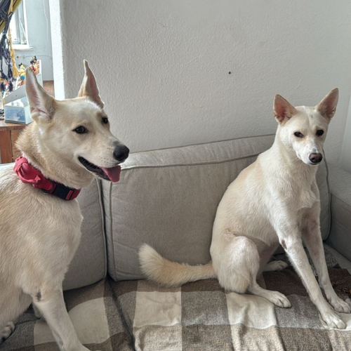 Vênus e Babi, cadelas do Vitor